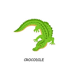 Crocodile, African animal. Vector illustration isolated on white background.