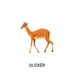 Duiker, African animal. Vector illustration isolated on white background.