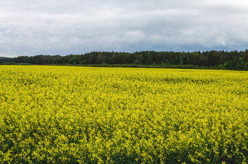 Obraz premium Growing rapeseed near a forest in the Russian countryside