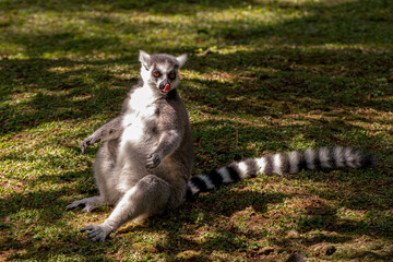 Lemur sitting down under the shade and sun
