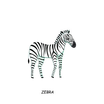 Zebra. African animal. Vector illustration isolated on white background.
