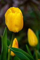 Fototapeta premium Yellow bright tulip flower on a dark background, selected focus