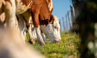 Troupeau de vache laitière broutant l'herbe verte dans les champs.