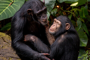 chimpanzee care about each other