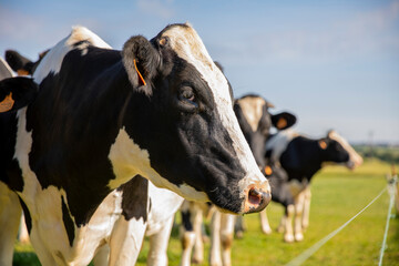 Troupeau de vaches laitières dans les champs en campagne Française.