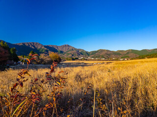 Silvergrass field in autumn on a sunny day (Sengokuhara, Hakone, Kanagawa, Japan)