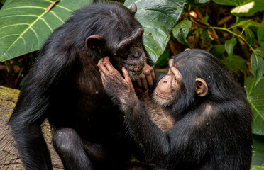 chimpanzee care about each other