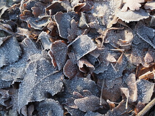Brown winter leaves with hoarfrost