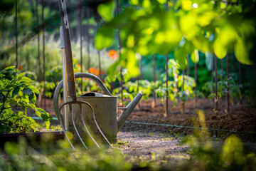 Arrosoir au milieu d'un jardin potager, jardinage et agriculture traditionnelle en pleine terre.