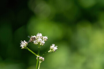 Honey bee collecting pollen from white flowers. Soft green background. Summer, wild flowers, calm, soothing