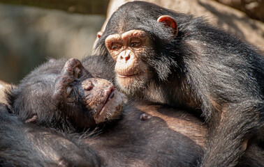 chimpanzee care about each other