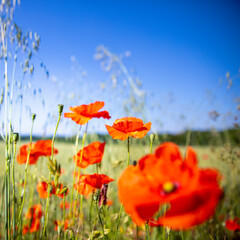 Fleurs de printemps, coquelicots rouge dans les champs en campagne.