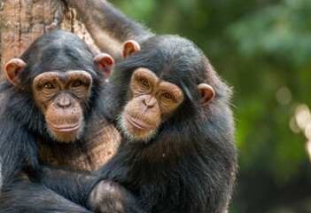 Chimpanzee sibling hugging each other	
