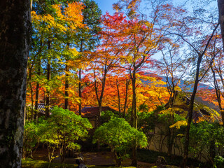 Autumn leaves in a temple garden (Choanji temple, Hakone, Kanagawa, Japan)
