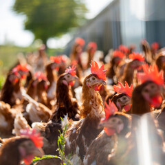 Poule ou poulet fermier élevé en plein air. © Thierry RYO