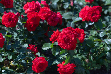 The texture of the bush is red roses or wild rose, vegetable background