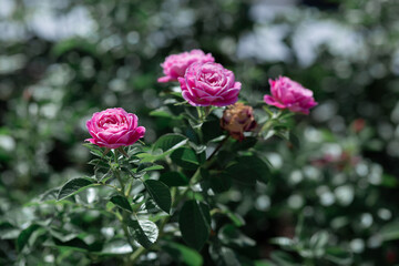 The texture of the bush is pink roses or wild rose, vegetable background