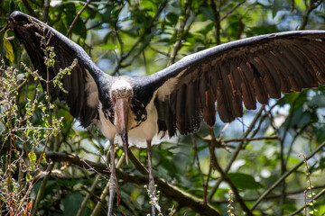 Bald Head Ibis Flapping its wings