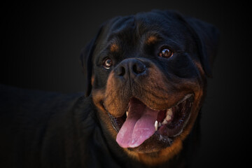 Beautiful Rottweiler dog with an open mouth in a close-up
on black background
