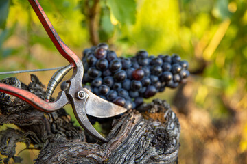 Sécateur et grappe de raisin après les vendanges dans les vignes pour l'élaboration du vin rouge.
