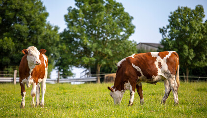 Fototapeta na wymiar Vache laitière ou race à viande en campagne les pieds dans l'herbe verte.