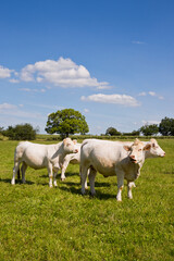 Obraz na płótnie Canvas Troupeau de bœuf en campagne au milieu des prés en pleine nature.
