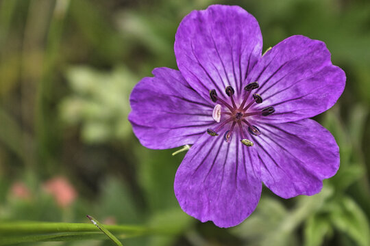 Soft focus of a beautiful wood cranesbill flower at mea