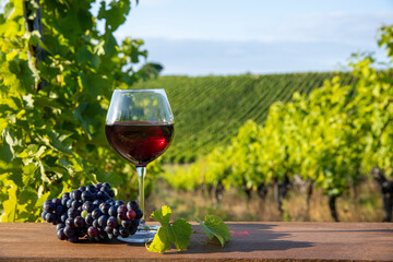 Vert de vin rouge dans les vignes et grappe de raisin noir après les vendanges.