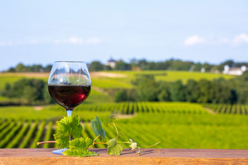 Verre de vin rouge dans les vignes et grappe de raisin noir.