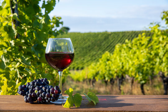 Vert de vin rouge dans les vignes et grappe de raisin noir apr&egrave;s les vendanges.
