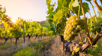 Paysage viticole et grappe de raisin blanc dans les vignes avant les vendanges. - obrazy, fototapety, plakaty