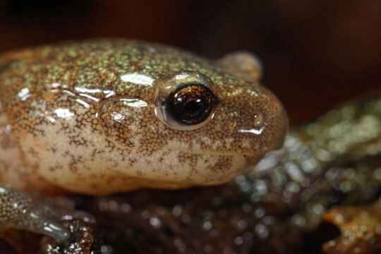 Facial closeup of a Western Red-backed salamander, Plethodon cin