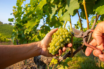 Viticulture récoltant le raisin blanc dans les vignes à l'automne. - 475272209
