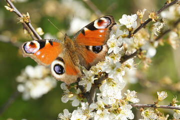 Closeup on a colorful Peacock butterfly, Inachis io, sipping nectar