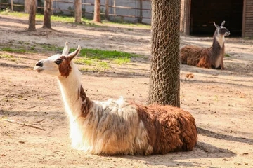 Fotobehang llama sits in petting zoo © Studio KIVI