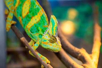 Beautiful Chameleon closeup isolated on white background. Multicolor beautiful reptile chameleon with colorful bright skin. The concept of disguise and bright skins. Exotic tropical animal.