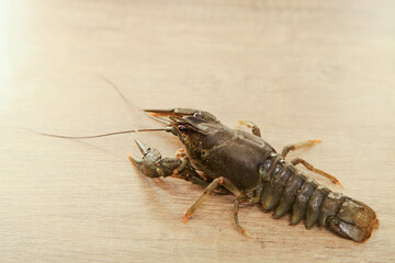 Live crayfish