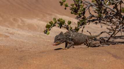 Closeup shot of a Desert chameleon walking on a sand