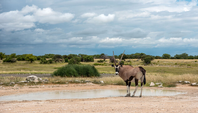 Oryx with big long horns in its habitat on a sunny day