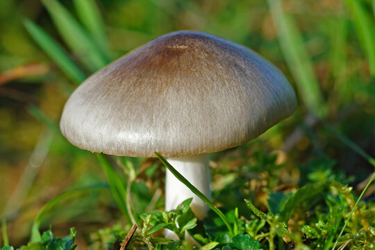 Closeup on a rose-gilled grisette or Big sheath mushroom, Volvariella gloiocephala