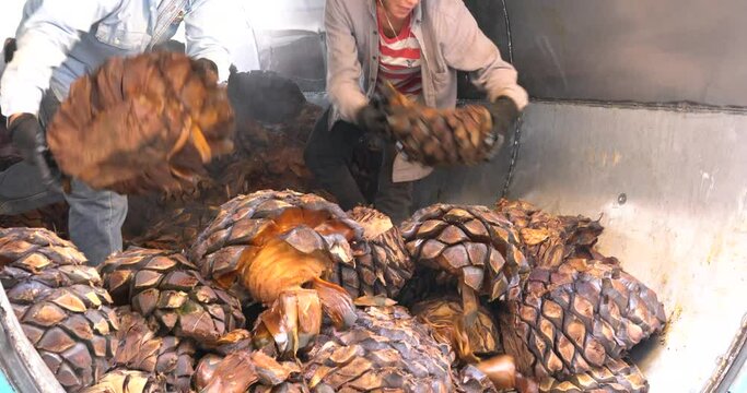 Agave cooked inside a boiler ready to grind and make tequila in an industrial concept factory