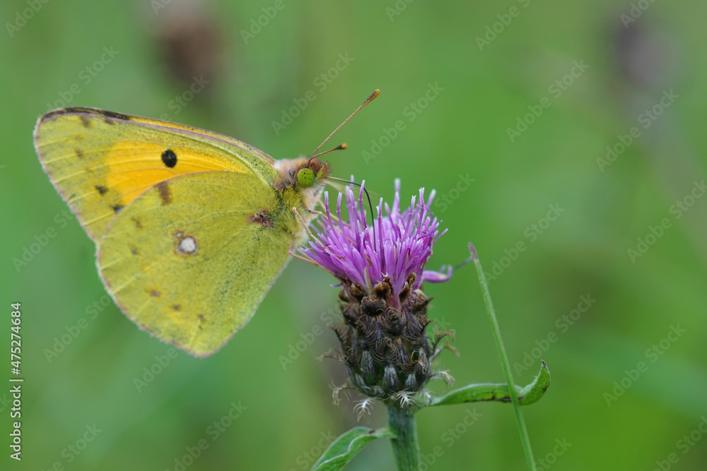 Sticker closeup on a clouded yellow, colias crocea sipping nectar on a purple flower