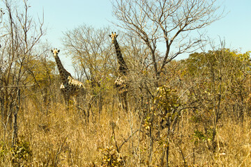 Rhodesian giraffes (Giraffa camelopardalis Thornycroft) in Lusaka, Zambia