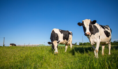 Vache de race laitière en campagne broutant dans les champs.