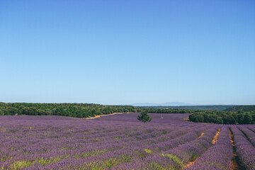 Plakat Lavander purple flower fields in arid summer Spanish region, Guadalajara