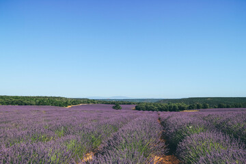 Fototapeta na wymiar Lavander purple flower fields in arid summer Spanish region, Guadalajara