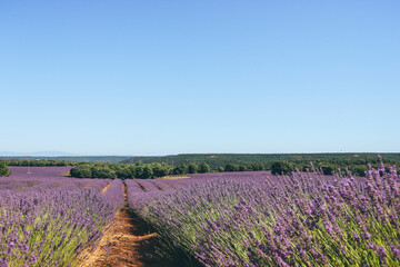 Fototapeta na wymiar Lavander purple flower fields in arid summer Spanish region, Guadalajara