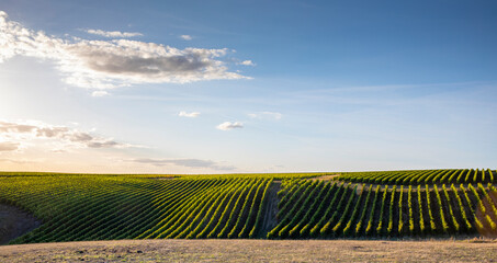 Paysage de vigne en France, vignoble d'Anjou.