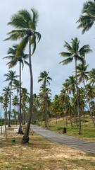 Obraz premium palm trees on the beach, Imbassaí, Bahia, Brazil