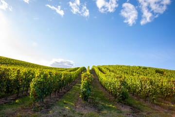 Fototapeta na wymiar Paysage viticole, vignoble et viticulture en France.